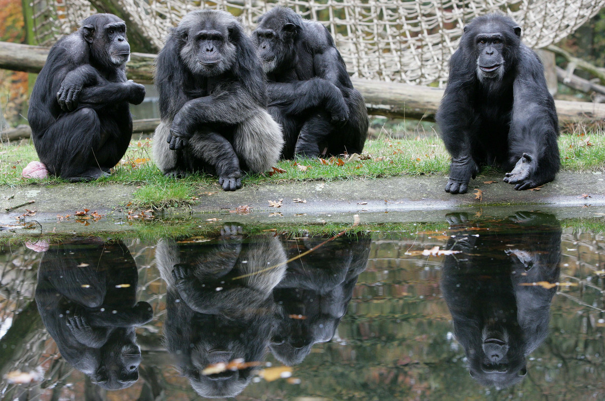 Primates